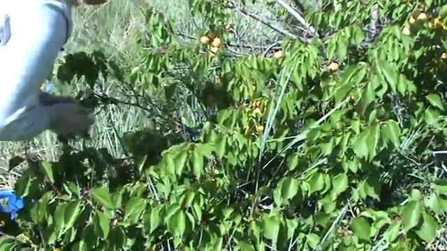 абрикос Минусинский янтарь смотреть онлайн