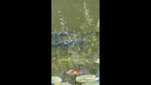 Толстолоб в реке Сейм.Курск