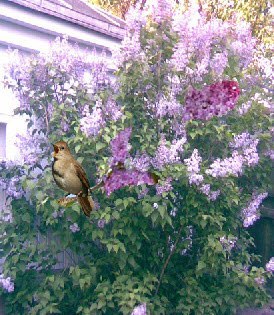 Любовь Рыбкина - Соловушка тихо рыдал