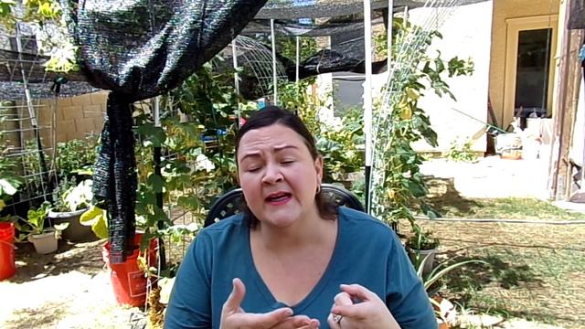 Monsoon Gardening Tips  Summer Desert Garden