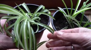 Неприхотливые растения для дома!  Знакомьтесь, хлорофитум!