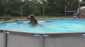 Мишка купается в бассейне