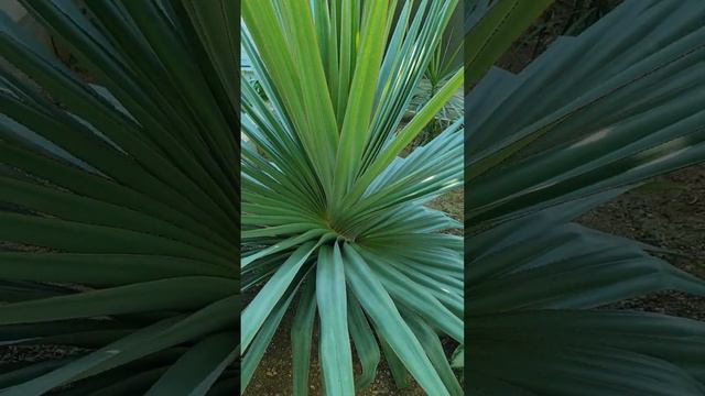 Искусство быть природой. #nature #plants #красотаприроды #ботаническийсад смотреть онлайн