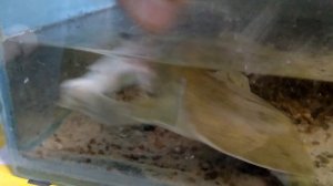 трионикс - мощный и сильный хищник, ужин трионикса