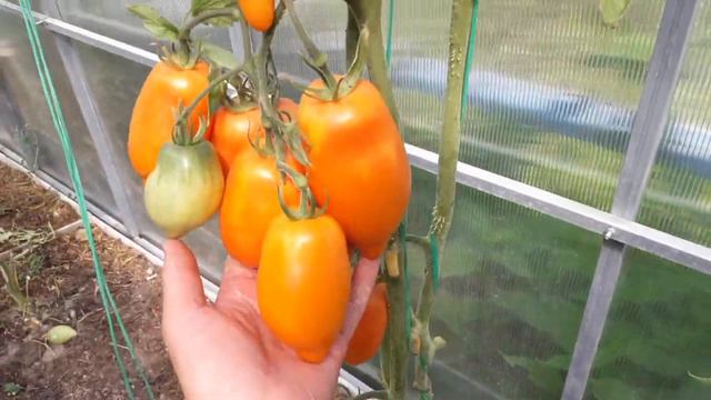 МАНГО ДЖАНГО смотреть онлайн