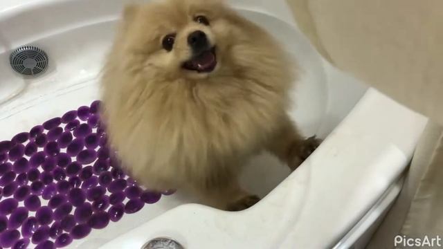 Шпицы Лакки и Полли пришли грязные прогулки и ждут мыть лапы ?, а Лакки возмущается? смотреть онлайн