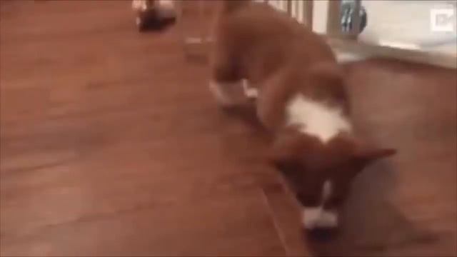 Собака устала рабочий день начался снова на работу смотреть онлайн