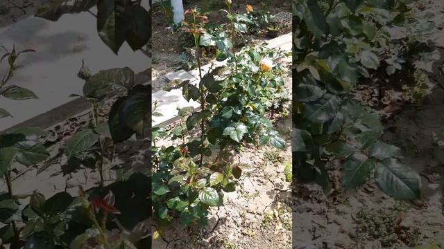 Начало цветения роз ,и сразу пересорт? смотреть онлайн