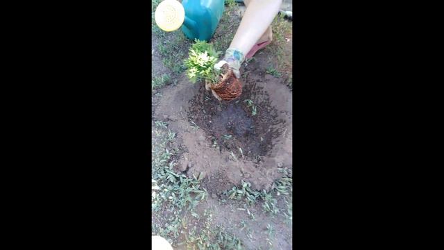 Натальи "огород с любовью"-посадка туи-4 выпуск смотреть онлайн