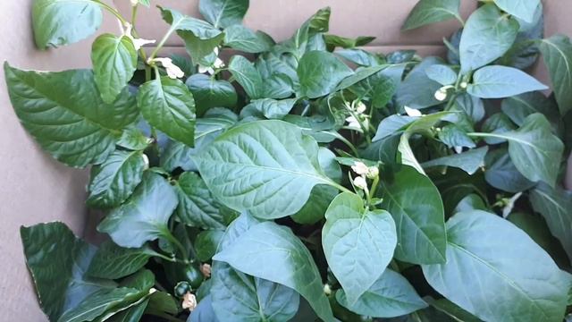 Перцы выезжаем на дачу.