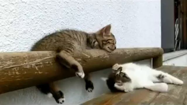 Две котейки
