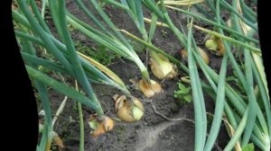 Как поливать лук.Как часто поливать лук