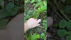 Шампиньоны полевые и августовские