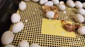 ПИНГВИНЫ В ИНКУБАТОРЕ! ЧТО У НАС НА ЭТОТ РАЗ? УТКА-ПИНГВИН, КТО ЭТО?