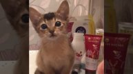 Абиссинская кошка Женевьева