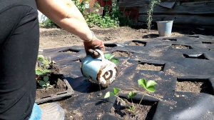 Посадка клубники на спанбонд.