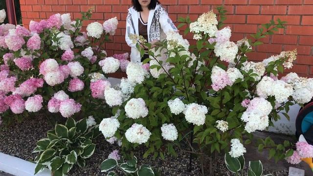 Гортензия Vanille fraise ("Ванилла Фрайз") смотреть онлайн