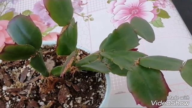 КАК ЗАСТАВИТЬ ДЕКАБРИСТ ЦВЕСТИ !!! Простые правила ухода для цветения декабриста!) смотреть онлайн