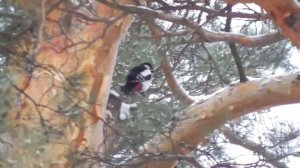 Дробь дятла в лесу / The drumming of a woodpecker in the forest