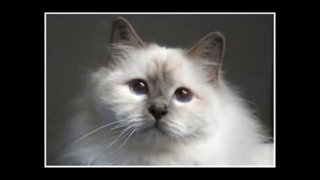 FELIX min nye kat. смотреть онлайн