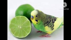 All types Birds price update//Budgie, finches,java, cocktail, love birds,coniour,sun coniour ?.