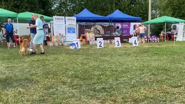 13.08.22 Ярославль. Монопородная выставка Новошотландских ретриверов. Запись прямого эфира смотреть онлайн