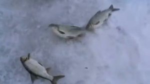 Зимняя рыбалка на нижней волге