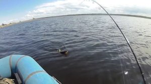 Ловля щуки и окуня на разливах бывших заливных лугов. Калининград Валетники.