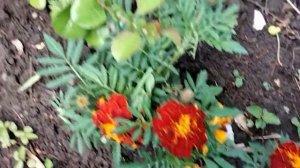 Расцвели пионы,ирис Черный принц.