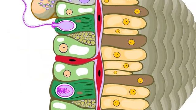 размножение гидры смотреть онлайн
