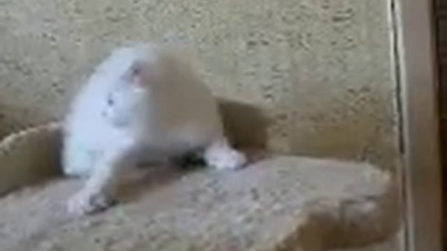 Белая вислоухая кошечка 1 смотреть онлайн