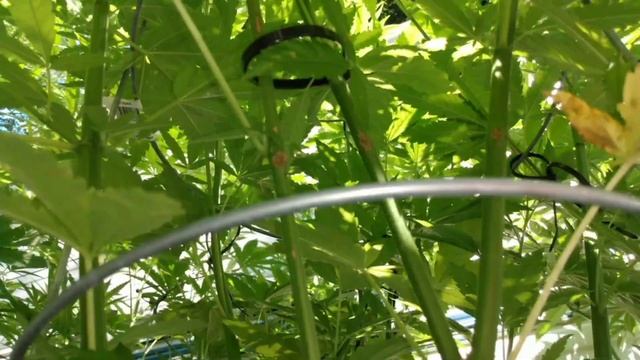 Back With The Berry Bomb Boy! смотреть онлайн