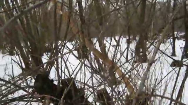 Дрожалка оранжевая? 04.02.2018 смотреть онлайн