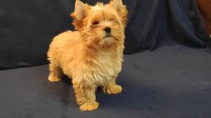 Голдаст Артем (Золотой йорк)