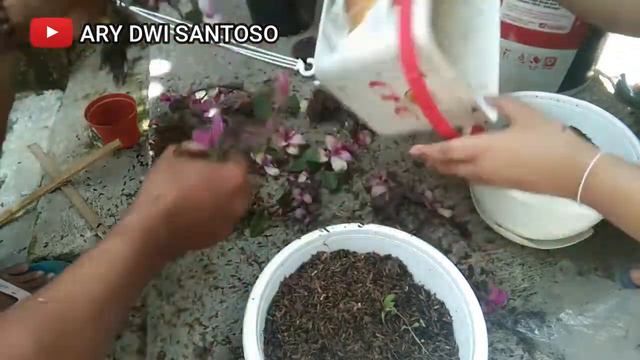 UNTUNG....!!! PERBANYAK TANAMAN HIAS GANTUNG BELI 1 POT JADI BANYAK || JENIS SABRINA UNGU PUTIH смотреть онлайн