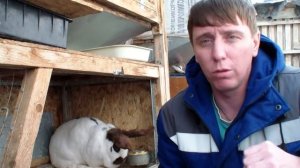 Инбридинг. Родственные спаривания кроликов.