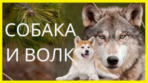 Собака и Волк. Мудрая поучительная короткая сказка Мотивация и саморазвитие #притча #мудрость #притч