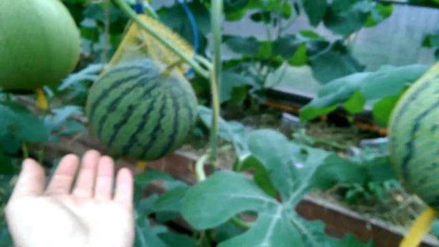 Я случайно вывела новый сорт арбуза!!! смотреть онлайн