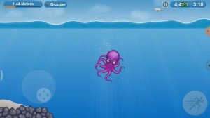 осминог акулаед