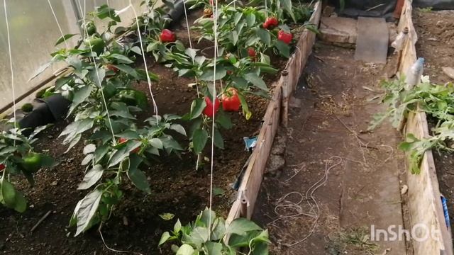 05.09.22 Влог-сделала кетчуп-урожай кукурузы-копаем картошку-мои теплицы-пою... смотреть онлайн