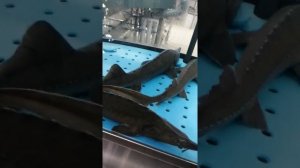 Асетр и зеркальный карп