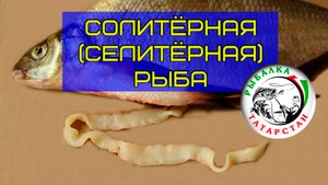 Что такое солитёрная (селитёрная) рыба? Как выглядит Солитёр! Как проверять!