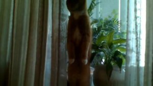 Кот стоит на задних лапах