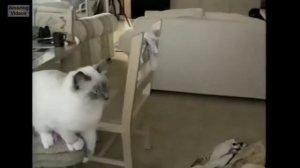 Кот упал со стола?