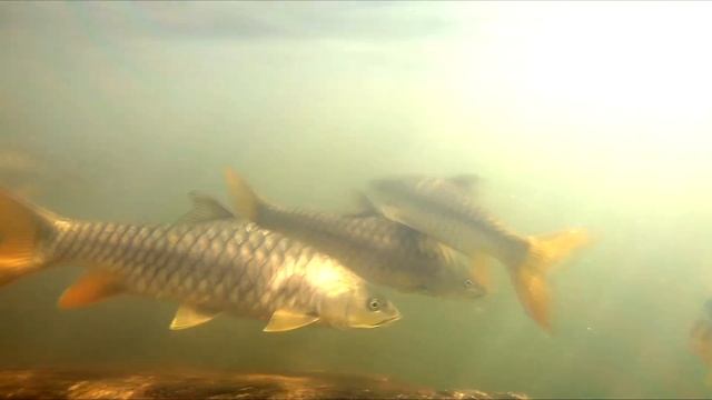 ОТДЫХ В ГОА - ВОДОПАД ДУДХСАГАР. GOA - DUDHSAGAR FALLS смотреть онлайн