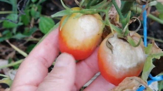 Почему сохнет виноград и малина: что за болезни смотреть онлайн