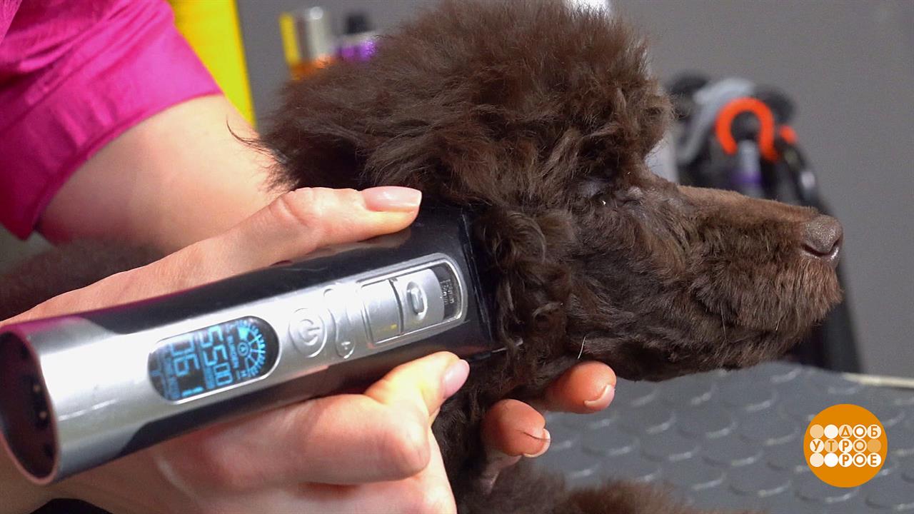 Шарик, пожалуйте бриться! Доброе утро. Фрагмент выпуска от 07.12.2023