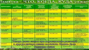 Когда сажать пионы: сроки осенней и весенней посадки