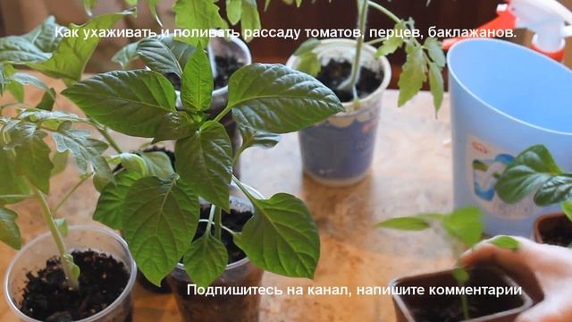 Рассада в домашних условиях. Уход, полив рассады томатов, перцев, баклажанов. смотреть онлайн