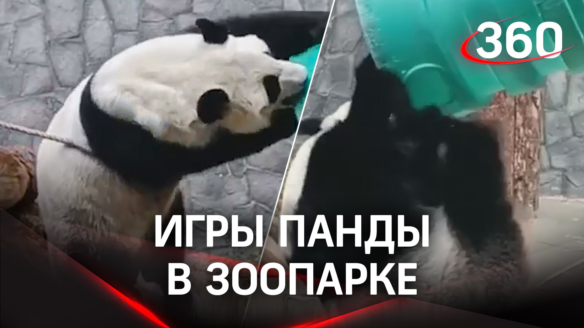 Медвежьи игры панды из Московского зоопарка: эквилибр и сальто на зубах – видео